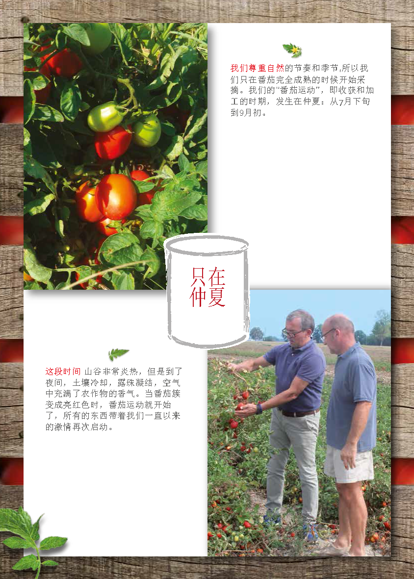 Greci Tomato Folder （翻译）_页面_04.png